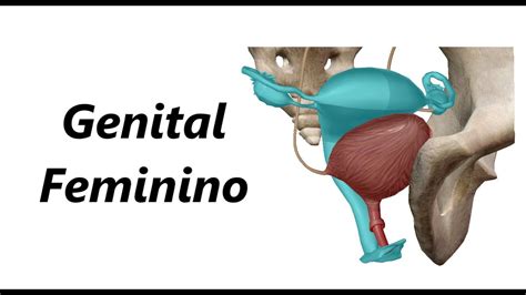 baginas|Vagina: anatomia e funções do órgão sexual feminino